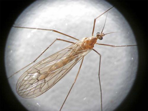 Trichocera annulata