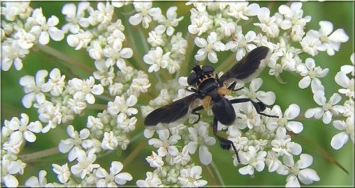 Trichopoda pictipennis