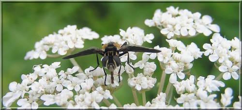 Trichopoda pictipennis