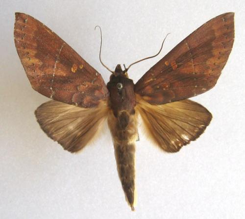 Hapigia sp.