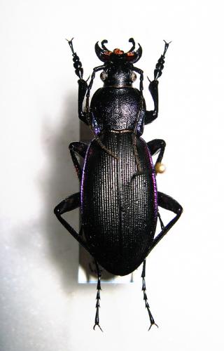 Réf. 6 909 : Carabus violaceus purpurascens