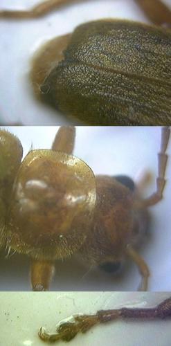 Cantharis cryptica