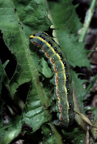 Xylena exsoleta