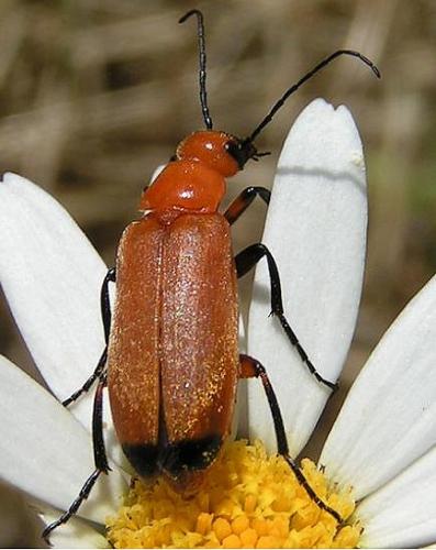 Réf. 6 330 : Zonitis flava