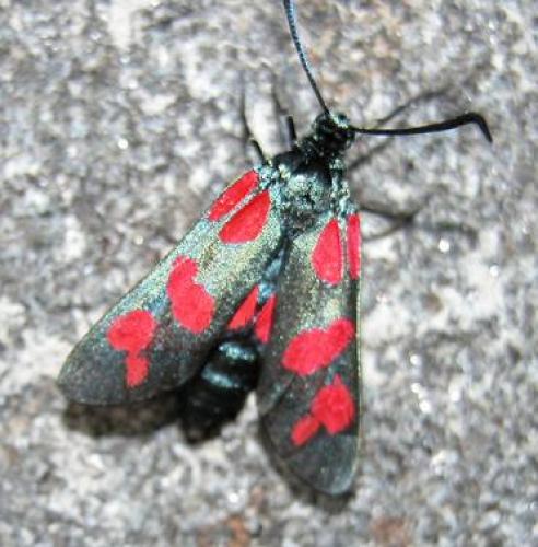 Zygaena filipendulae