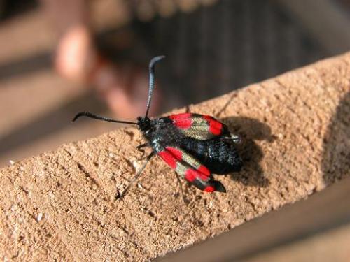 Zygaena trifolii