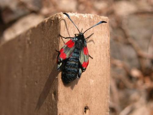 Réf. 6 176 : Zygaena trifolii