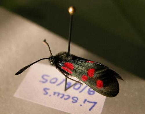 Zygaena trifolii
