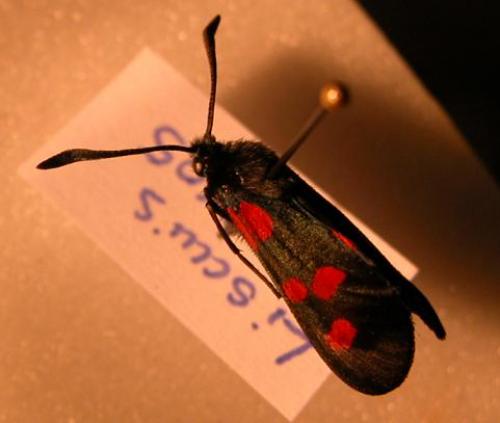 Zygaena trifolii