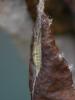 Apatura iris