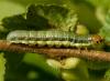 6672 – Photo : Pelouard – France (72)