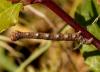 6674 – Photo : Pelouard – France (72)