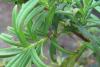 6761 – Photo : P.Deschamps – Réunion (La)