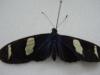 6541 – Photo : William VAN DE WALLE – Guyane française