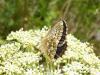 6255 – Photo : Arnaud Jean-Pierre – France (11)