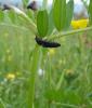 6256 – Photo : Arnaud Jean-Pierre – France (09)