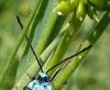6229 – Photo : Arnaud Jean-Pierre – France (09)