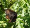 6412 – Photo : Arnaud Jean-Pierre – France (11)