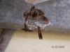 6746 – Photo : Alex – Guyane française