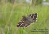 6201 – Photo : David Demerges – France (09)