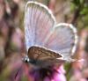 6925 – Photo : Mael Garrin – France (30)