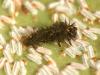 6093 – Photo : Paul Giboureau – France (37)