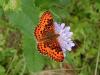 6566 – Photo : Bouteloup – France (38)