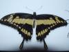 6445 – Photo : William VAN DE WALLE – Guyane française