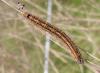6244 – Photo : Mael Garrin – France (22)
