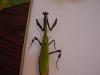 6399 – Photo : William VAN DE WALLE – Guyane française