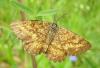 6048 – Photo : Denis Vandromme – France (36)