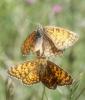 6605 – Photo : pendruc – France (84)