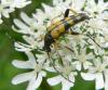 Rutpela maculata