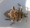 Rhagium inquisitor