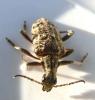 Rhagium inquisitor