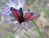 6342 – Photo : Francois Dusoulier – France (05)