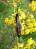 6344 – Photo : Francois Dusoulier – France (05)