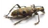 Rhagium mordax