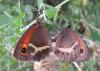 6251 – Photo : J.C.Caron – France (66)