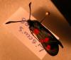 6226 – Photo : Mael Garrin – France (22)