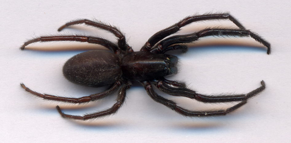 P-Y Gloaguen - Segestria florentina - réf. 6830 (947 x 467 pixels, 58 ko)