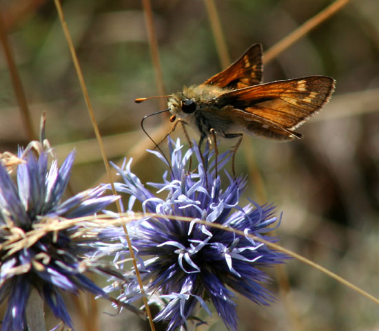 Franck BEAUPERE - Hesperia comma - réf. 6419 (550 x 481 pixels, 83 ko)