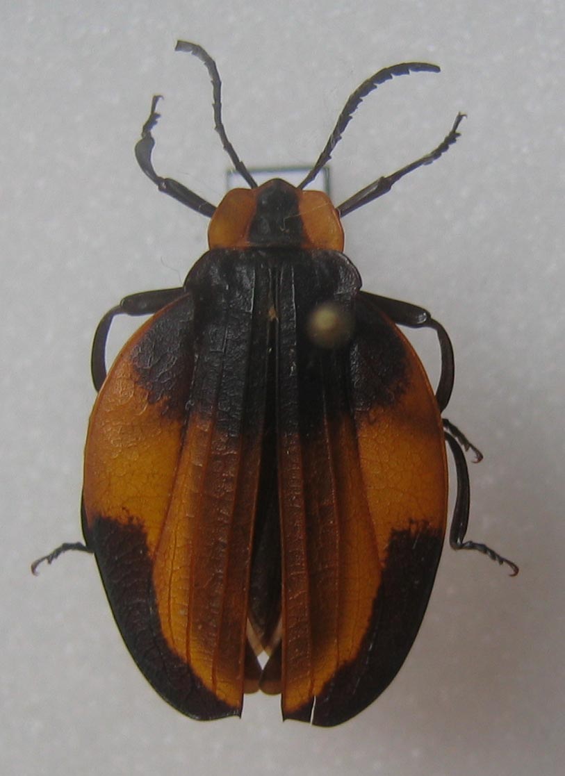 Stephane VASSEL - Lycus sp. - réf. 6395 (813 x 1117 pixels, 75 ko)