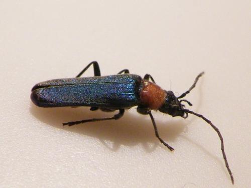 Réf. 60 822 : Anogcodes seladonius