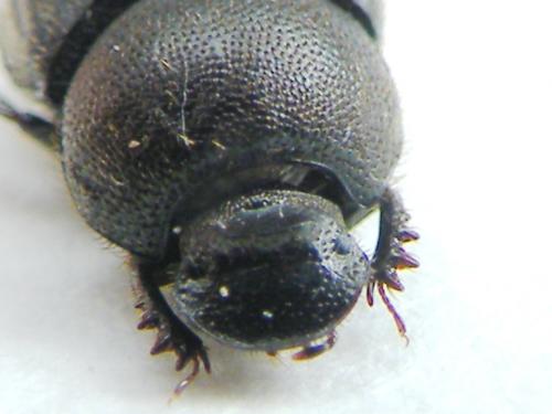 Onthophagus joannae