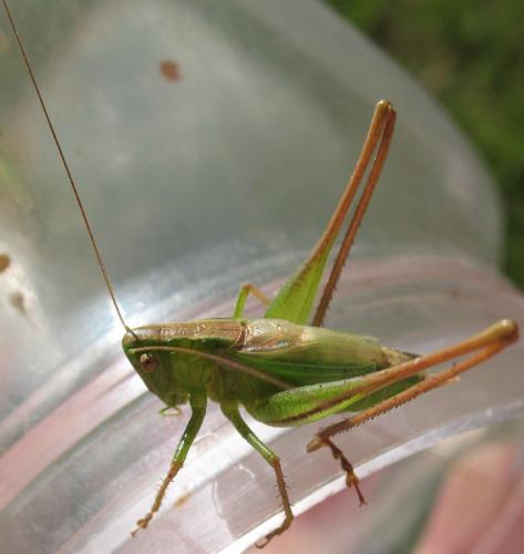 Bicolorana bicolor
