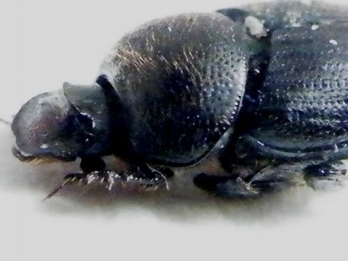 Onthophagus joannae