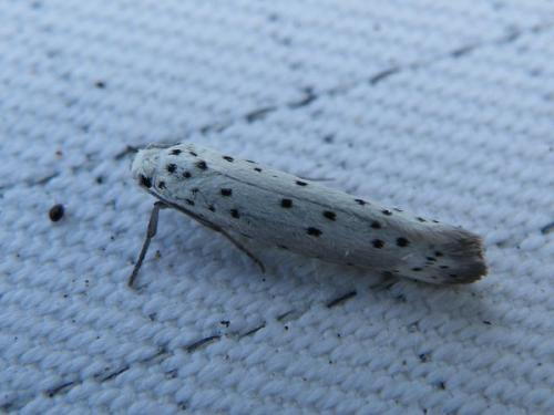 Yponomeuta sp.