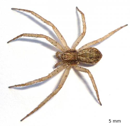 Philodromus dispar