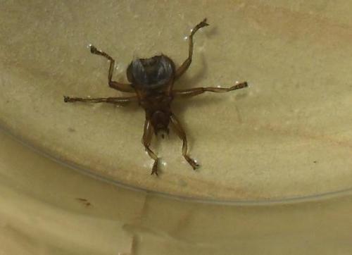 Crataerina pallida